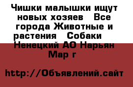   Чишки-малышки ищут новых хозяев - Все города Животные и растения » Собаки   . Ненецкий АО,Нарьян-Мар г.